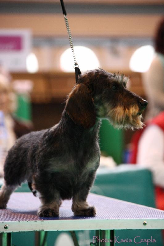 Crufts2011_2 1227.jpg